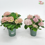 Hydrangea Magical Revolution 14Ø – Pink 5BL《绣球花》