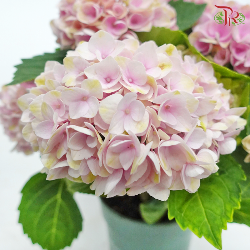 Hydrangea Magical Revolution 14Ø – Pink 5BL《绣球花》