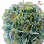 Hydrangea - Mixed Green & Blue (Per Stem)-Mixed Green & Blue-Netherland-prflorist.com.my