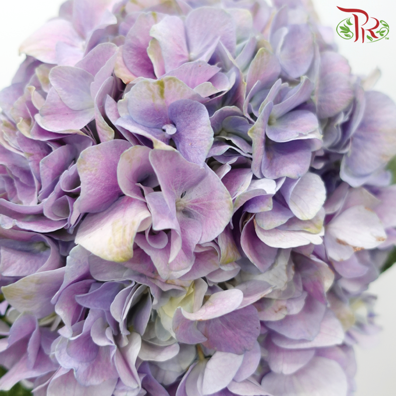 Hydrangea - Pastel Purple (Per Stem) **Capitulum Measurement 14-16cm**-Pastel Purple-China-prflorist.com.my