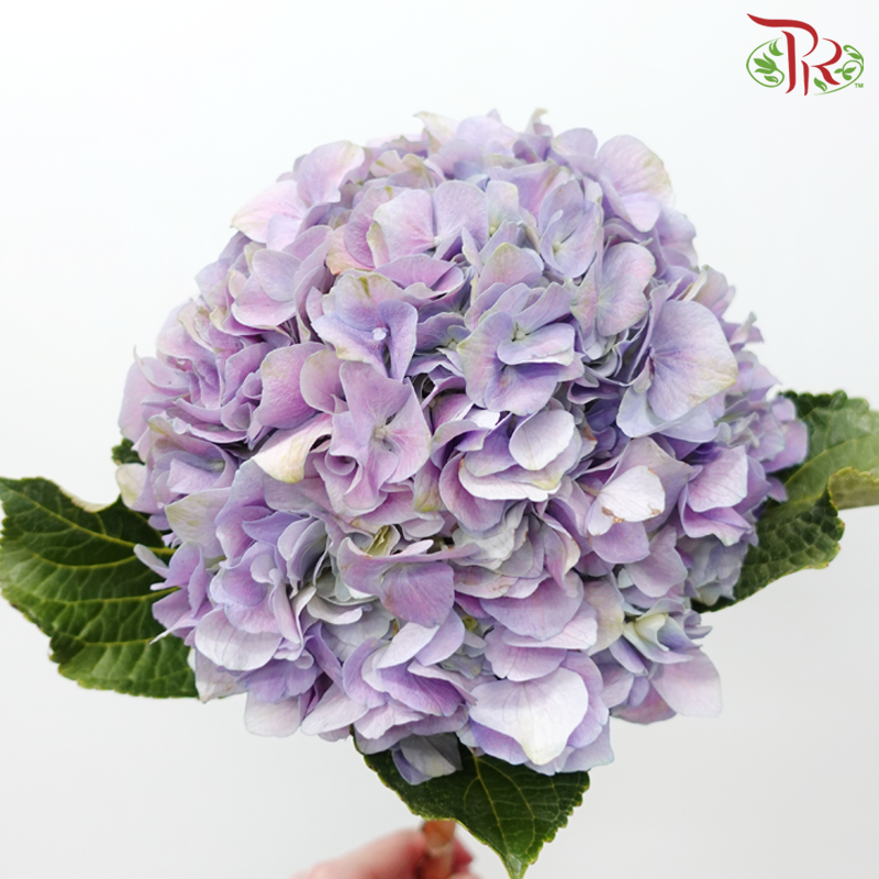 Hydrangea - Pastel Purple (Per Stem) **Capitulum Measurement 14-16cm**-Pastel Purple-China-prflorist.com.my