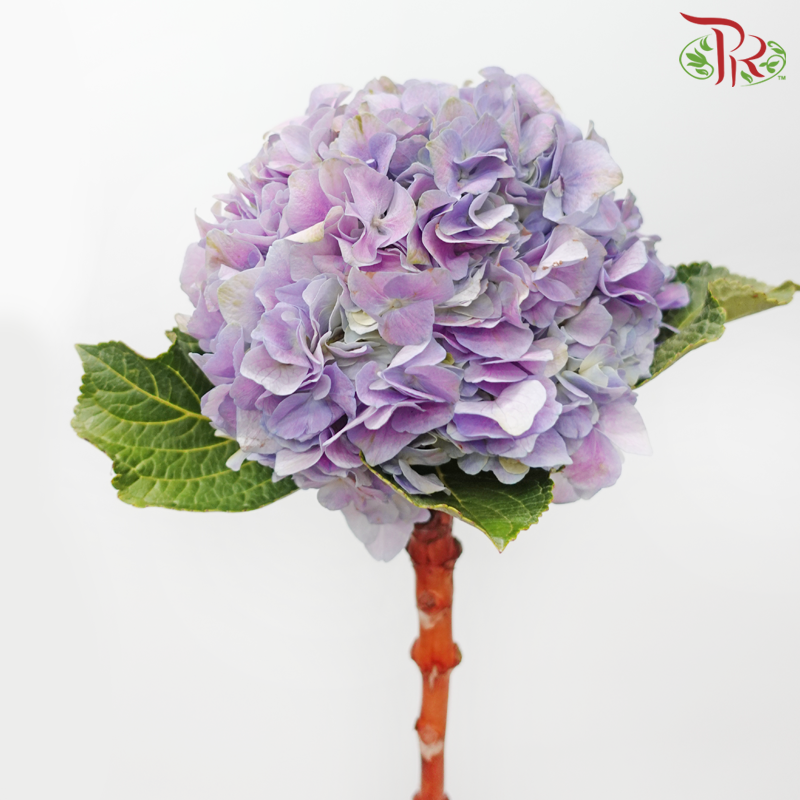 Hydrangea - Pastel Purple (Per Stem) **Capitulum Measurement 14-16cm**-Pastel Purple-China-prflorist.com.my