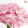 Hydrangea - Pink ( Per Stem )-China-prflorist.com.my