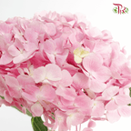Hydrangea - Pink ( Per Stem )-China-prflorist.com.my