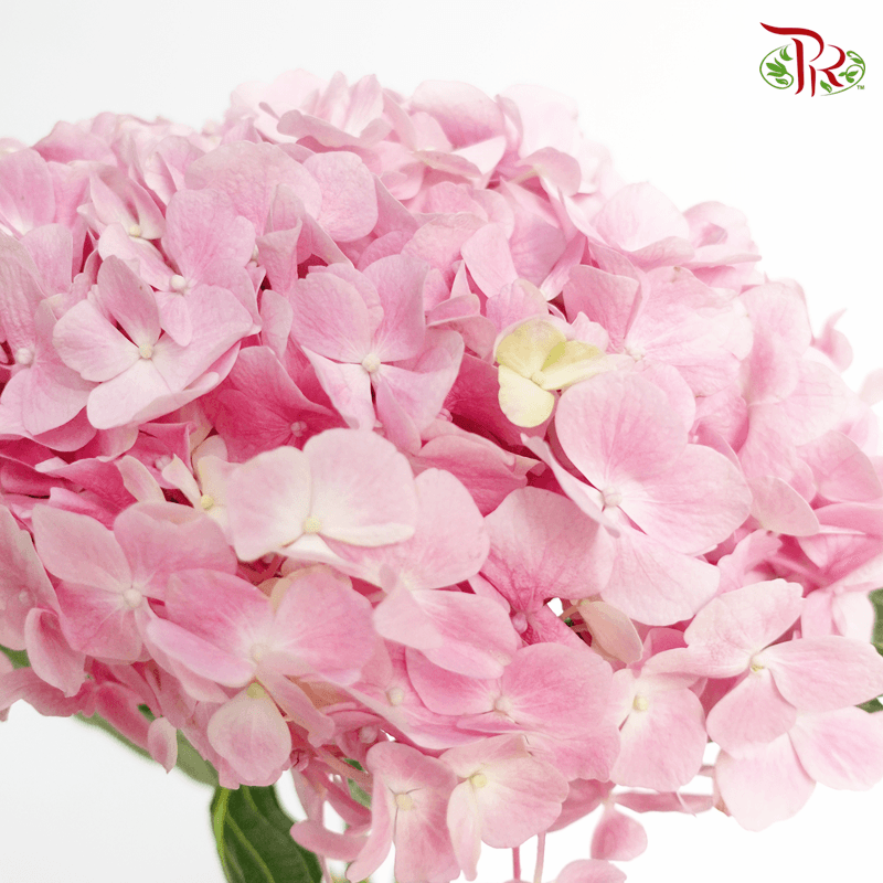 Hydrangea - Pink ( Per Stem )-China-prflorist.com.my