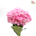 Hydrangea - Pink (Per Stem)-Malaysia-prflorist.com.my