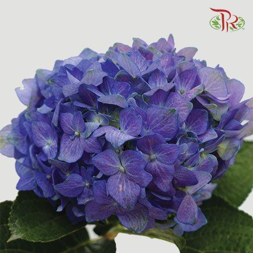 Hydrangea - Purple (Per Stem)-Purple-China-prflorist.com.my