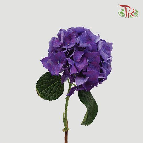 Hydrangea - Purple (Per Stem)-Purple-New Zealand-prflorist.com.my