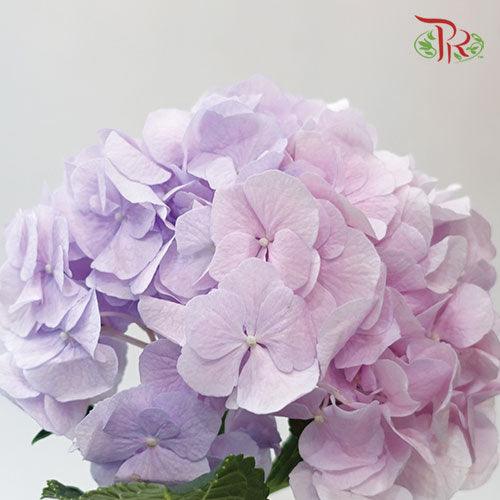 Hydrangea - Purple Shade Pink Tone (Per Stem)-Purple-Vietnam-prflorist.com.my