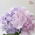 Hydrangea - Purple Shade Pink Tone (Per Stem)-Purple-Vietnam-prflorist.com.my