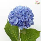 Hydrangea - Sapphire Blue (Per Stem)-Blue-Netherland-prflorist.com.my