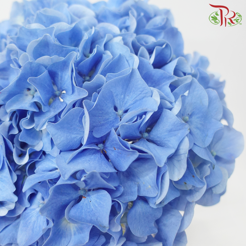 Hydrangea - Sea Blue (Per Stem)-Sea Blue-China-prflorist.com.my
