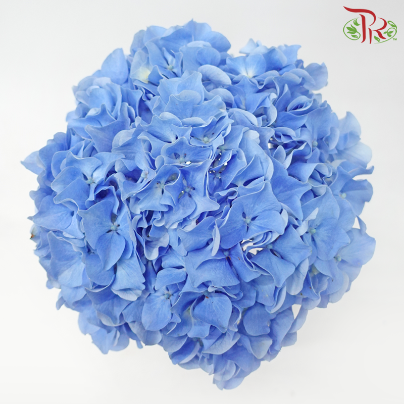 Hydrangea - Sea Blue (Per Stem)-Sea Blue-China-prflorist.com.my