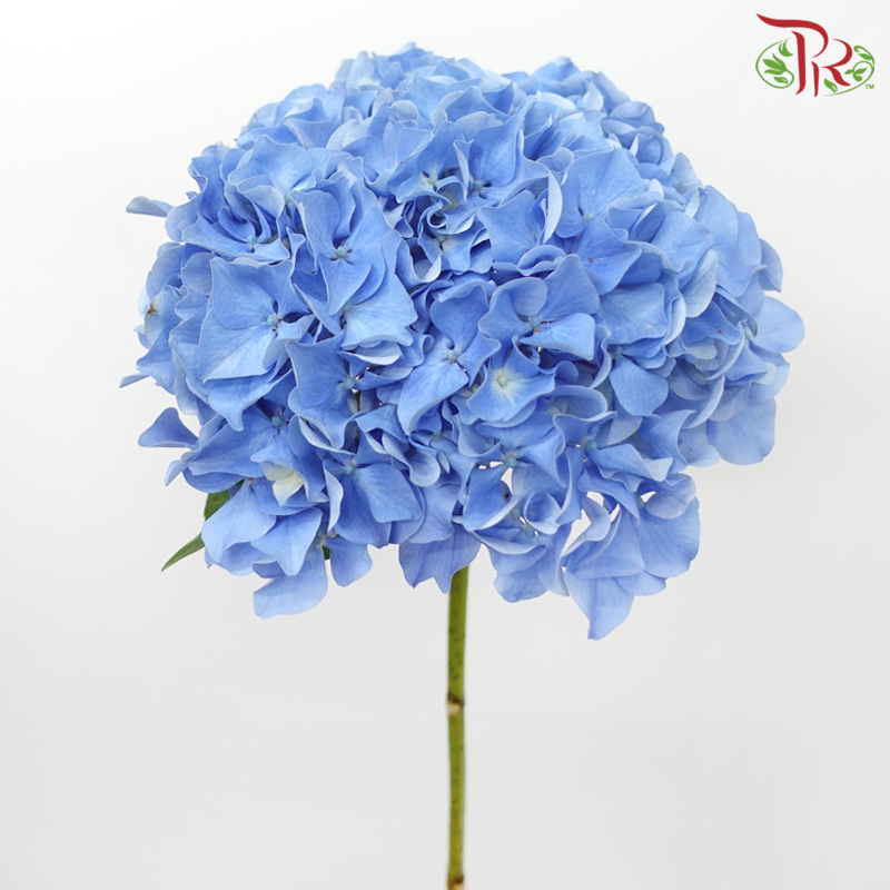 Hydrangea - Sea Blue (Per Stem)-Sea Blue-China-prflorist.com.my