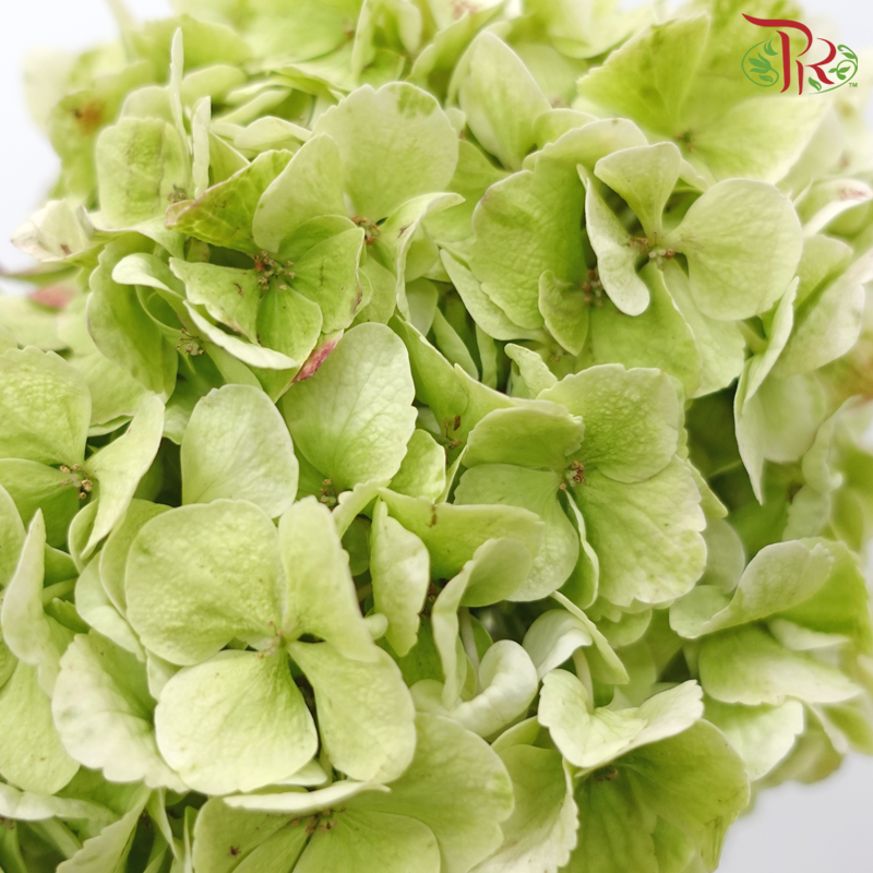 Hydrangea - Tea Green (Per Stem)-Tea Green-China-prflorist.com.my