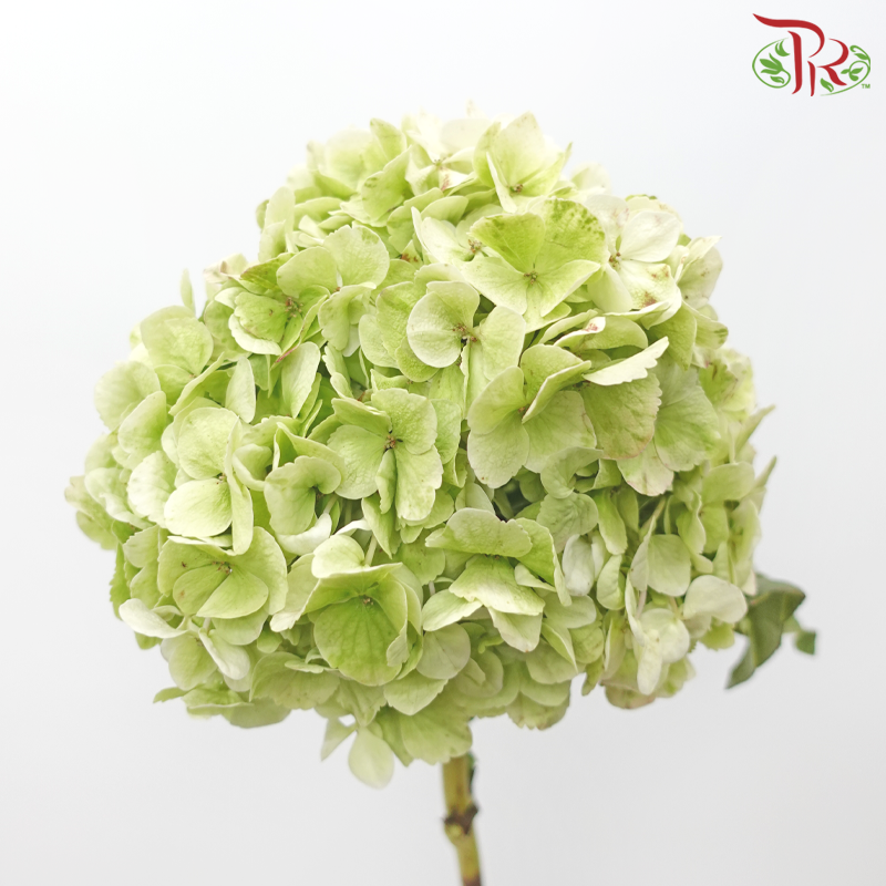 Hydrangea - Tea Green (Per Stem)-Tea Green-China-prflorist.com.my