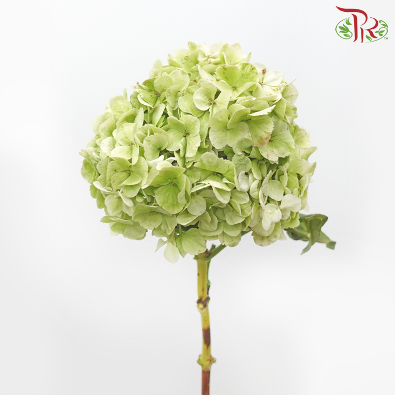 Hydrangea - Tea Green (Per Stem)-Tea Green-China-prflorist.com.my