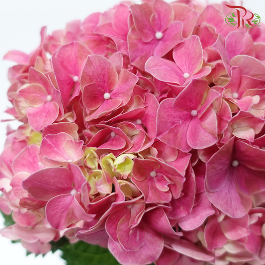 Hydrangea - Trophy Cherry Pink Red (Per Stem)-Red-Vietnam-prflorist.com.my