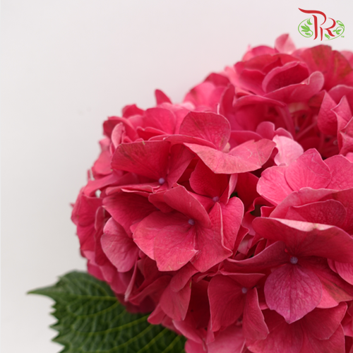 Hydrangea - Trophy Cherry Pink Red (Per Stem)-Red-Vietnam-prflorist.com.my