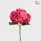 Hydrangea - Trophy Cherry Pink Red (Per Stem)-Red-Vietnam-prflorist.com.my