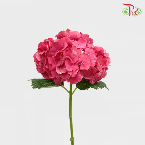 Hydrangea - Trophy Cherry Pink Red (Per Stem)-Red-Vietnam-prflorist.com.my