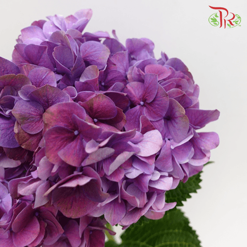Hydrangea - Trophy Purple (Per Stem)-Purple-Vietnam-prflorist.com.my