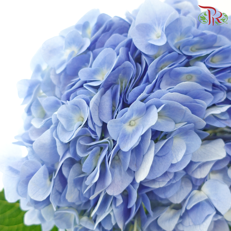 Hydrangea Tufts Blue - (Per Stem)-Blue-China-prflorist.com.my