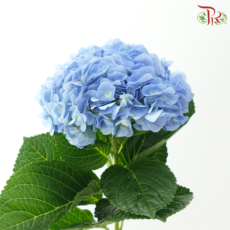 Hydrangea Tufts Blue - (Per Stem)-Blue-China-prflorist.com.my