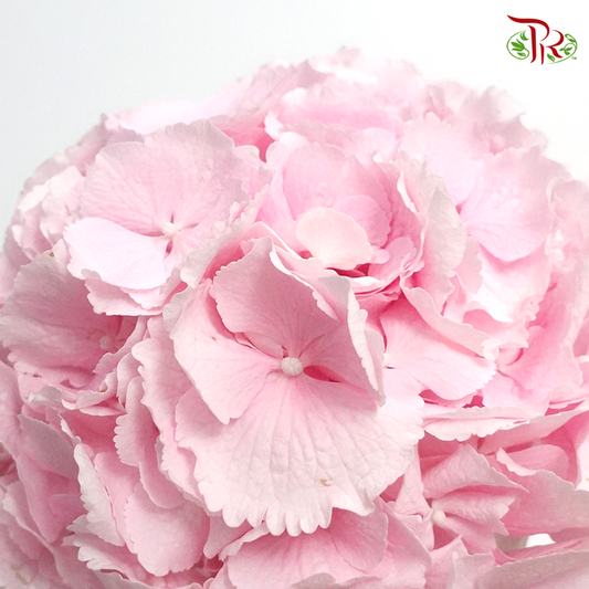 Hydrangea - Verena Light Pink (Per Stem)-Pink-Netherland-prflorist.com.my