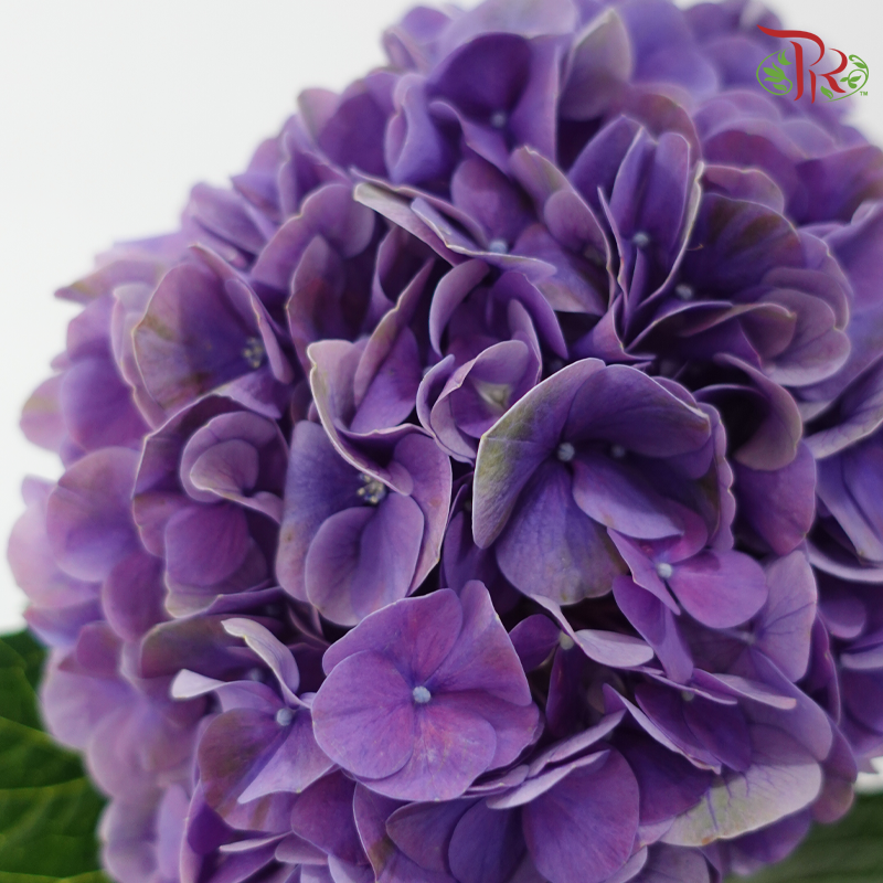 Hydrangea - Violet Purple (Per Stem) **Capitulum Measurement 11-15cm**-Purple-China-prflorist.com.my
