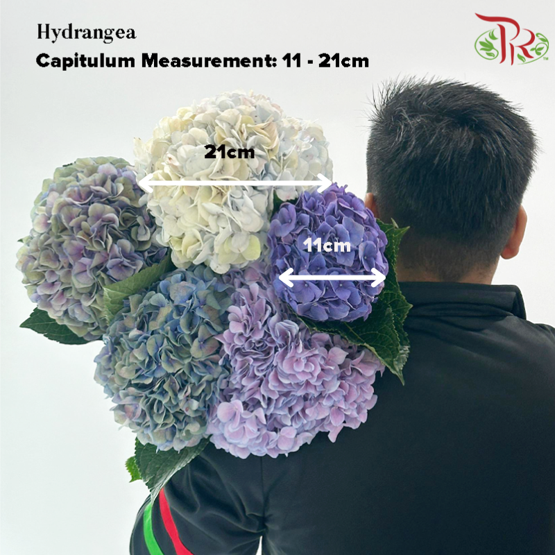 Hydrangea - Violet Purple (Per Stem) **Capitulum Measurement 11-15cm**-Purple-China-prflorist.com.my