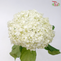 Hydrangea - White Dove (Per Stem)-White Dove-China-prflorist.com.my