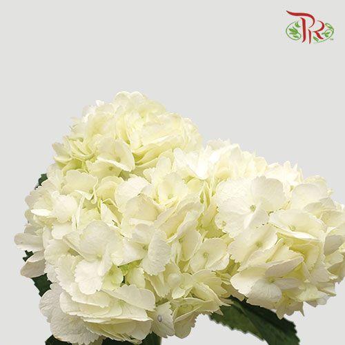 Hydrangea - White ( Per Stem) **Capitulum Measurement 14-16cm**-White-China-prflorist.com.my