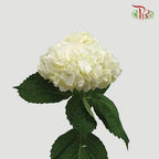 Hydrangea - White ( Per Stem) **Capitulum Measurement 14-16cm**-White-China-prflorist.com.my