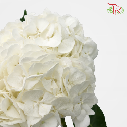 Hydrangea White - (Per Stem)-Netherland-prflorist.com.my