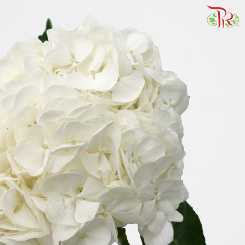 Hydrangea - White (Per Stem)-White-Kenya-prflorist.com.my