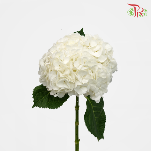 Hydrangea - White (Per Stem)-White-Kenya-prflorist.com.my