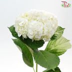 Hydrangea - White (Per Stem)-White-Malaysia-prflorist.com.my