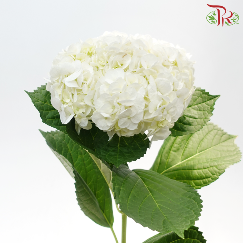 Hydrangea - White (Per Stem)-White-Malaysia-prflorist.com.my