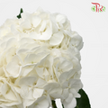 Hydrangea - White (Per Stem)-White-Vietnam-prflorist.com.my