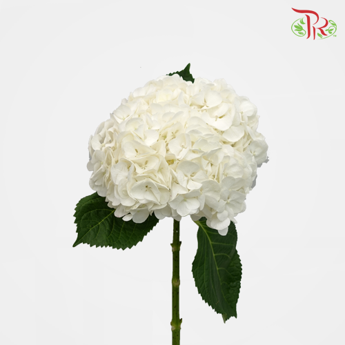 Hydrangea - White (Per Stem)-White-Vietnam-prflorist.com.my