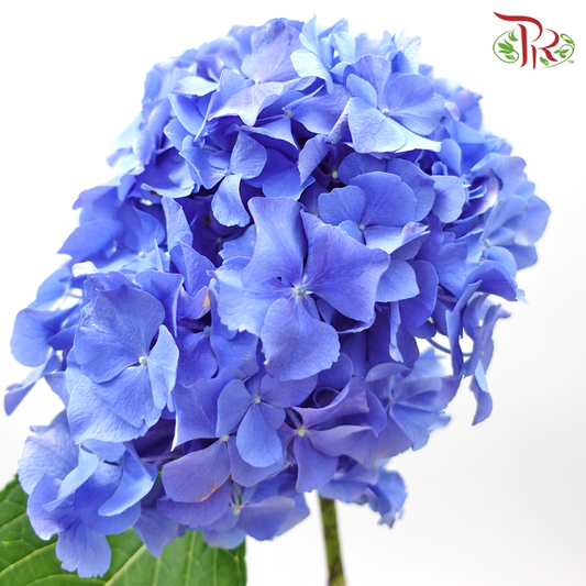 Hydrangea- Blue (Dark) (Per Stem) - Pudu Ria Florist