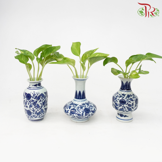Hydro Money Plant Arrangement in Mini Ceramic Vase-Pudu Ria Florist-prflorist.com.my