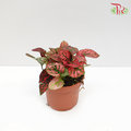 Hypoestes《嫣红蔓》- Red-Pudu Ria Florist-prflorist.com.my