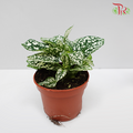 Hypoestes《嫣红蔓》- White-Pudu Ria Florist-prflorist.com.my