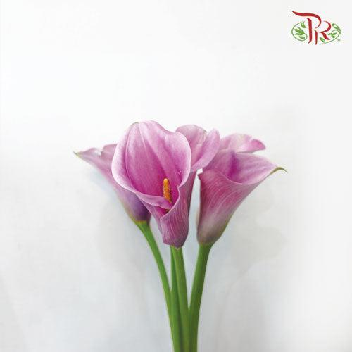 Calla Lily - Pink (5 Stems) - Pudu Ria Florist