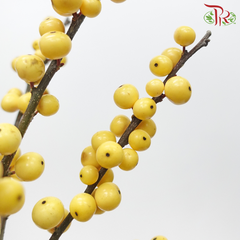 Ilex - Gold 80cm (Per Stem)-Gold-Netherland-prflorist.com.my