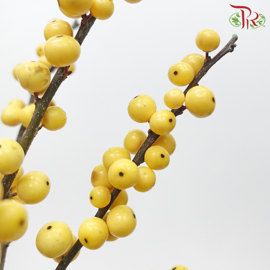 Ilex - Gold 80cm (Per Stem)-Gold-Netherland-prflorist.com.my