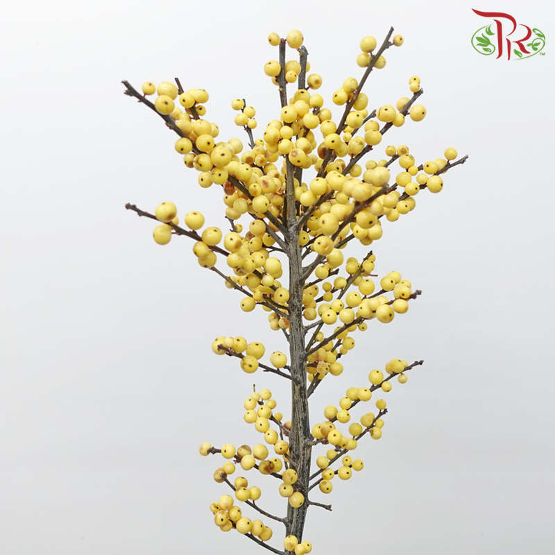 Ilex - Gold 80cm (Per Stem)-Gold-Netherland-prflorist.com.my