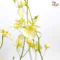 Orchid Oncidium Cream Light Yellow -Long  - (10 Stems) - Pudu Ria Florist